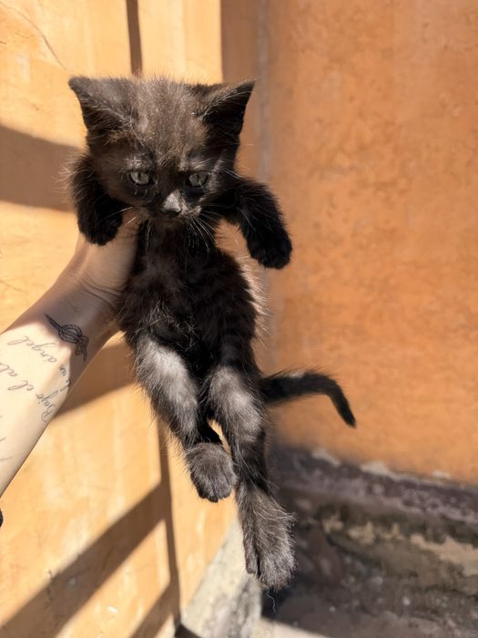 Отдам котят девочки