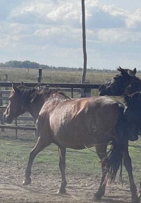 Құлынды биелер сатылады