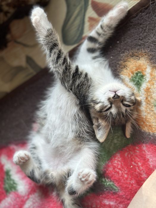Отдам котят в добрые руки, 2 месяца