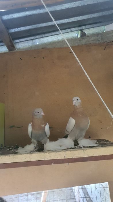 Продуется голубей