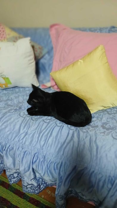 Котенок пол года.