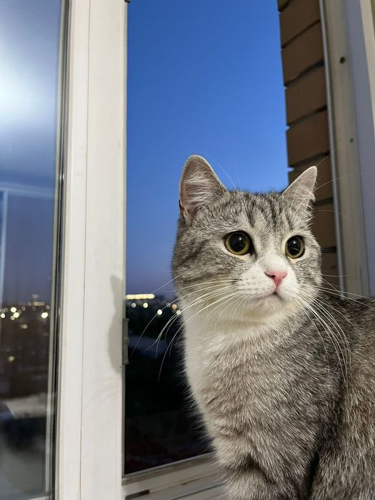 Кот бесплатно 2года