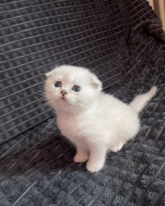 Шотландский вислоухий