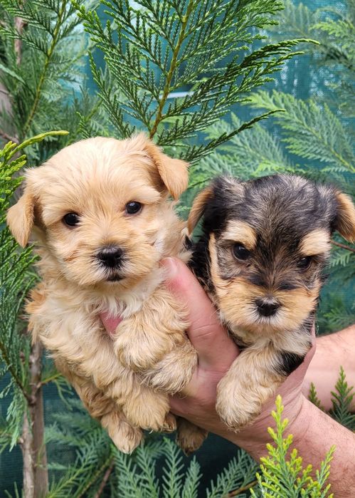 Йоркширски териер  - мини!!!