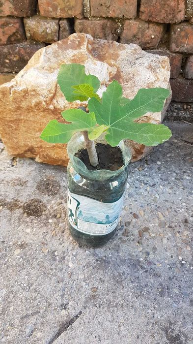 4 pui de smochini, soi vechi