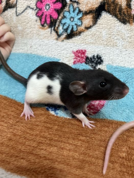 Крысята ручные кудряшки и сфинксы( крысы,крыса,крыски)