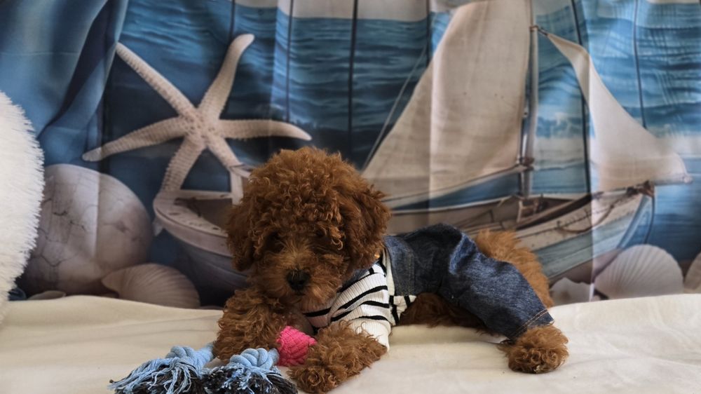 Пудел той  Poodle toy с родословие