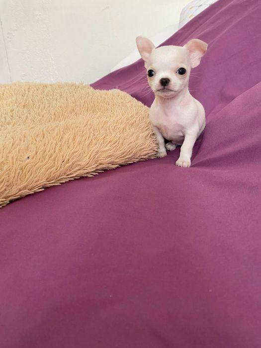 Чихуахуа Красотка