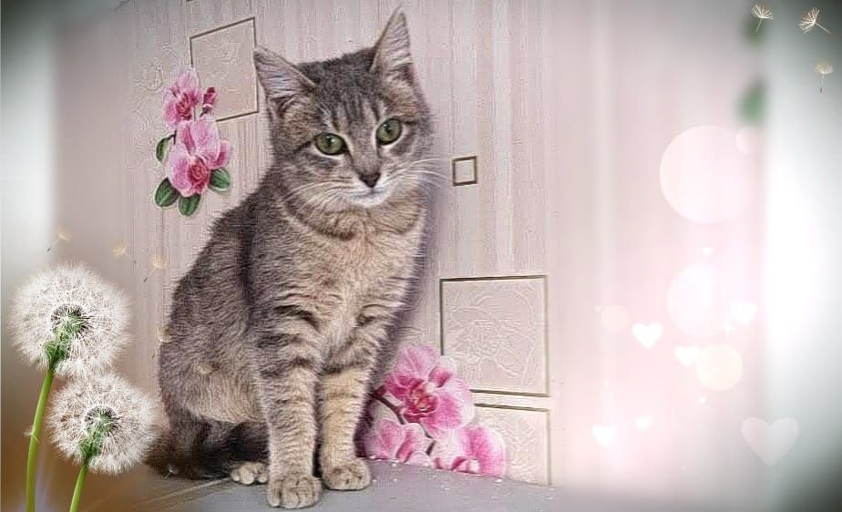 Лапочка  Мася. Стерелизована