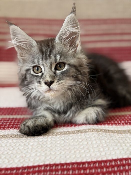 Продам котенка Мейн-кун