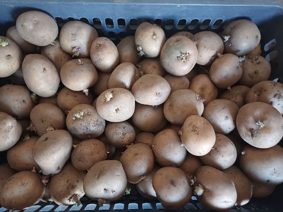 Продам семенной картофель