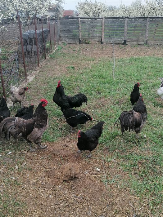 Pui australorp negru și albastru