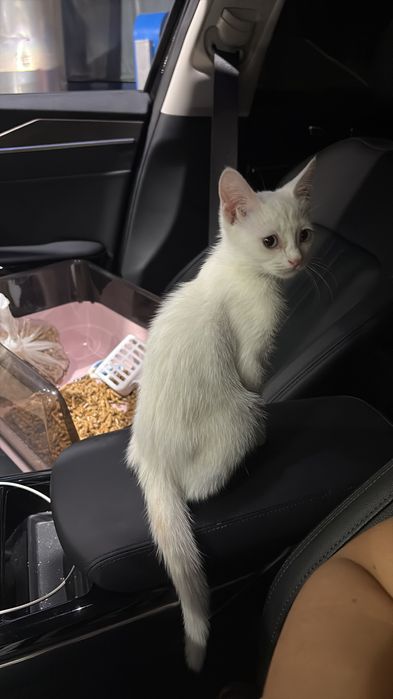 Отдам белого котёнка