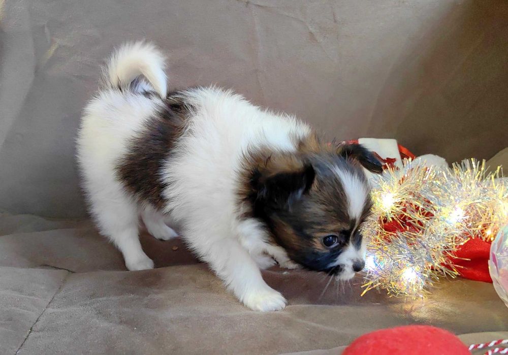 Papillon, mascul,  3 luni