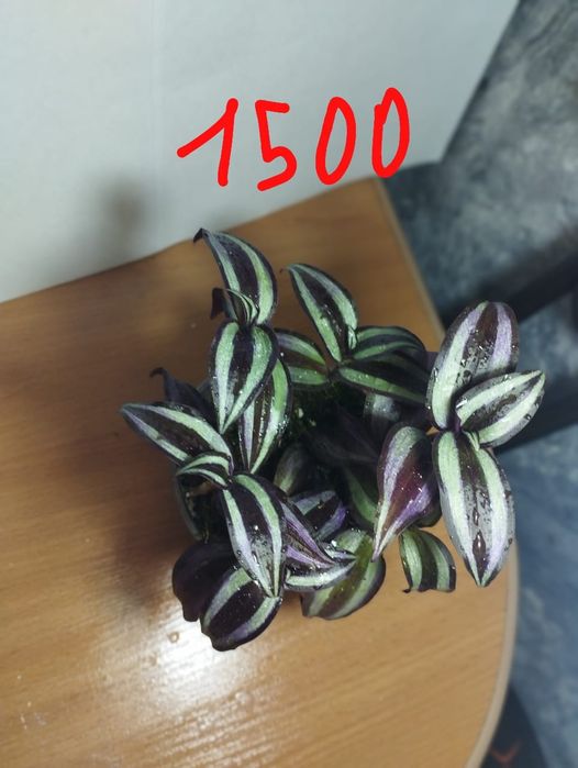 Продам комнатные растения