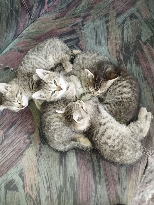 Котята в добрые ручки