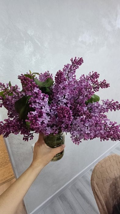 Сирень 1000тг ...и вышеее