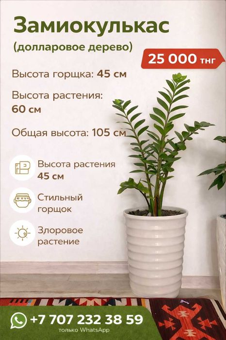 Замиокулькас (долларовое дерево)