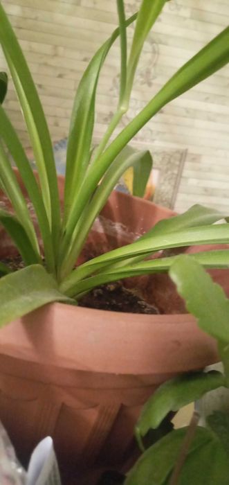 Цветок хлорофитум