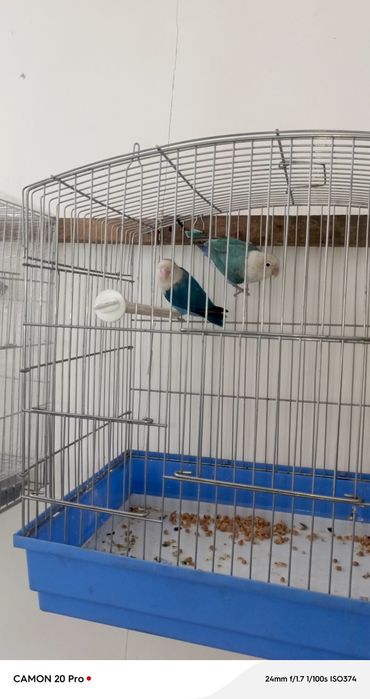 Сотилади тухумлари б.н