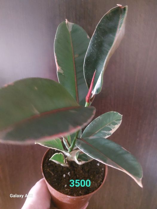 Продам комнатные цветы