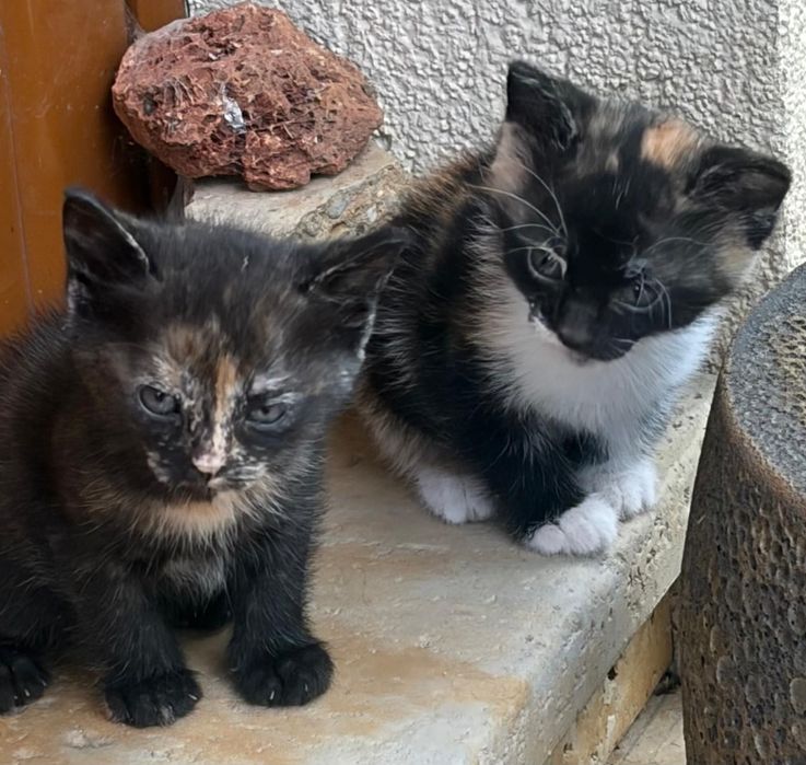 Подарявам малки котета