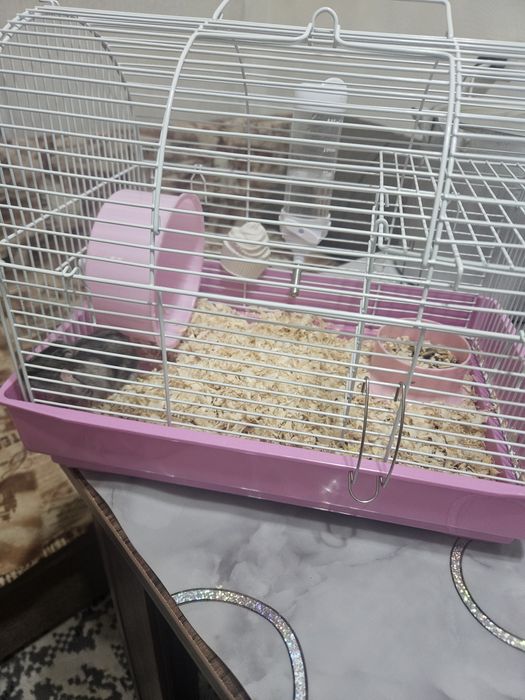 Хомячок джунгарик