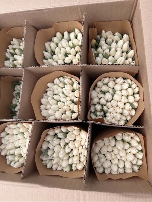 Тюльпаны 8 марта