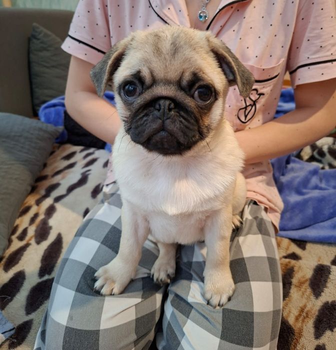 Щенки мопса 3 месяца с документами