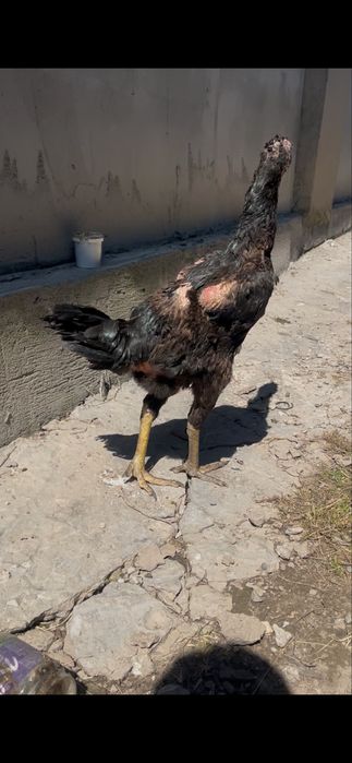 Продам даканки тайго