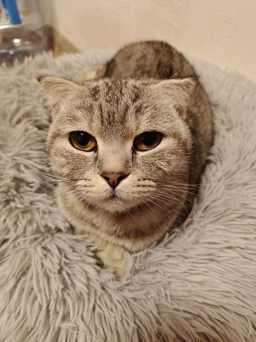 Продаются котята