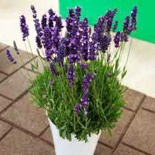 Лаванда лаванда лаванда