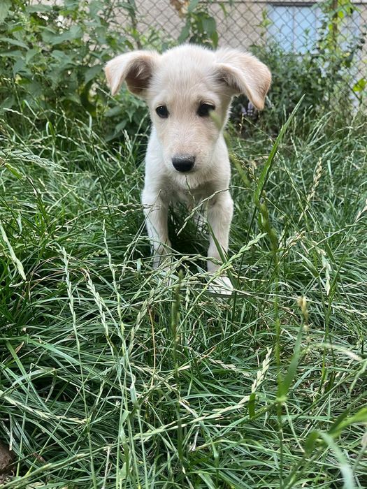 Подаряват се кутрета