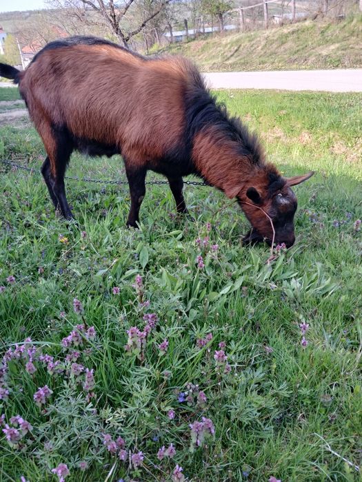 Țap alpin francez de vânzare