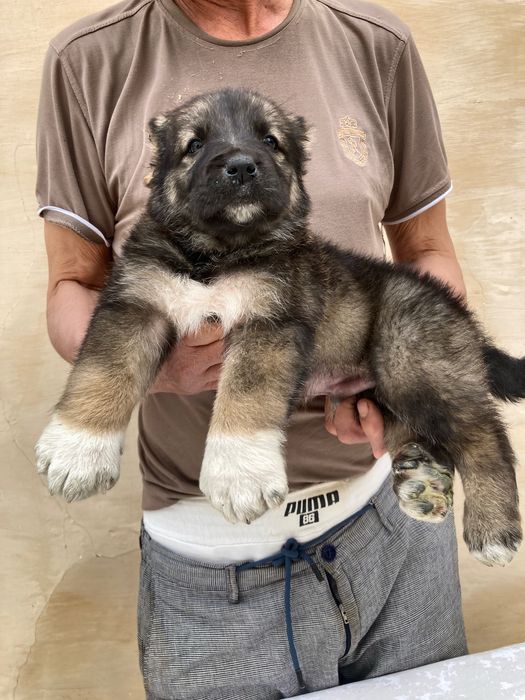 Щенок кафказского Алабая ( чистокровный )