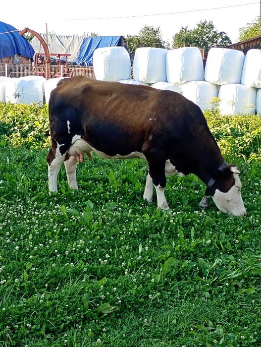 Vaca de vânzare