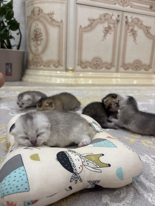 Продажа шотландских шиншилл
