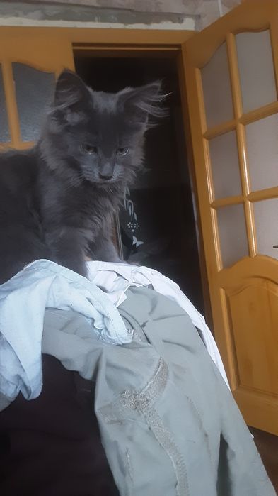 Продам котят помесных