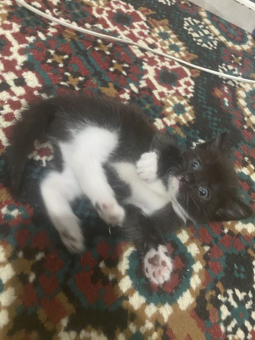 Котенок девочка отдам в хорошие руки.