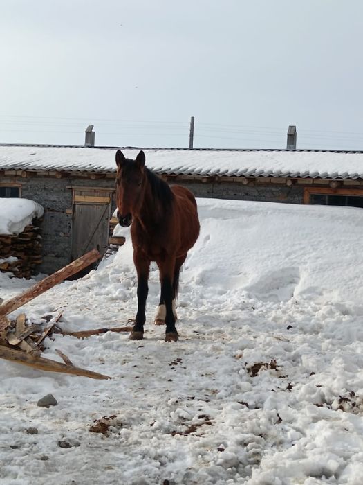 Продам коня 5 лет