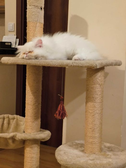 Персийско коте, момче на 3 месеца