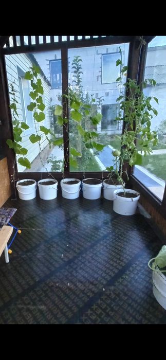 Продам ведра 10л под огород