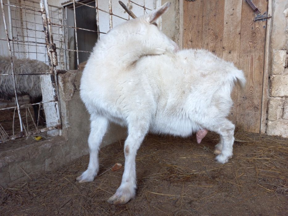 Буаз ешки сатылады