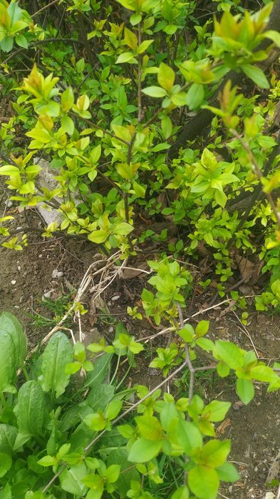 Продаю растение черемуха