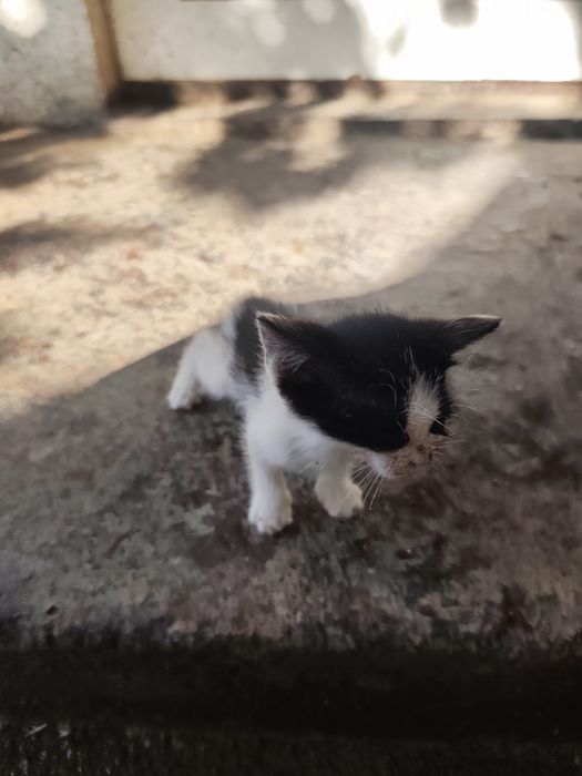 Котята домашние пять штук