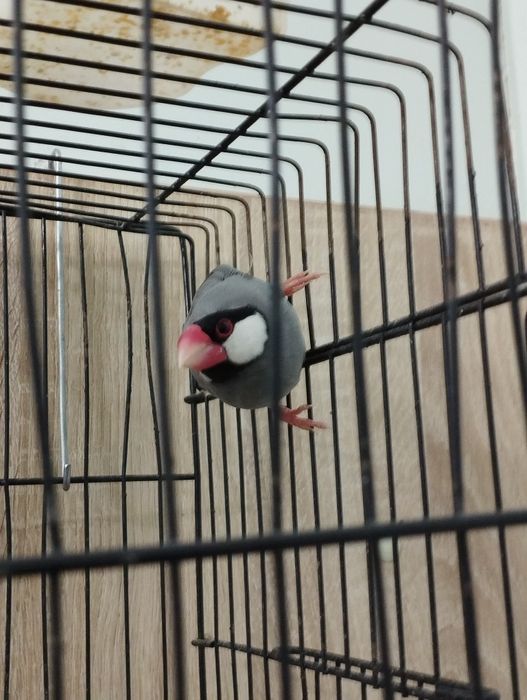 Продается рисовая амадина