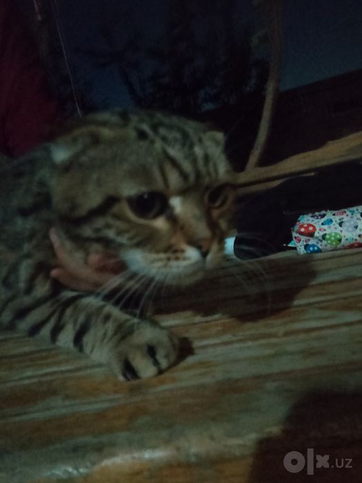 Кот продается Scottish Fold