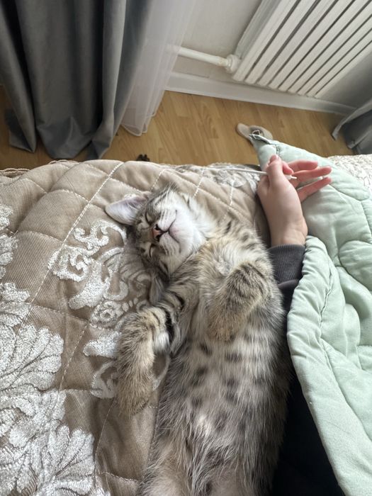 Отдам даром котенка