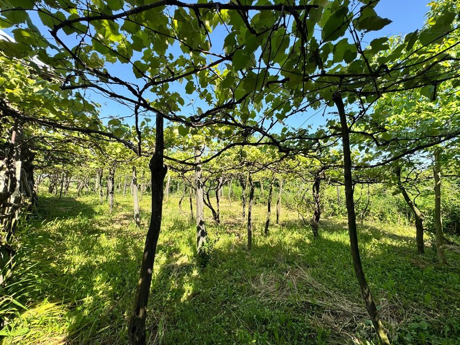 Casa batraneasca cu teren intravilan – Comuna Raucesti, Neamt