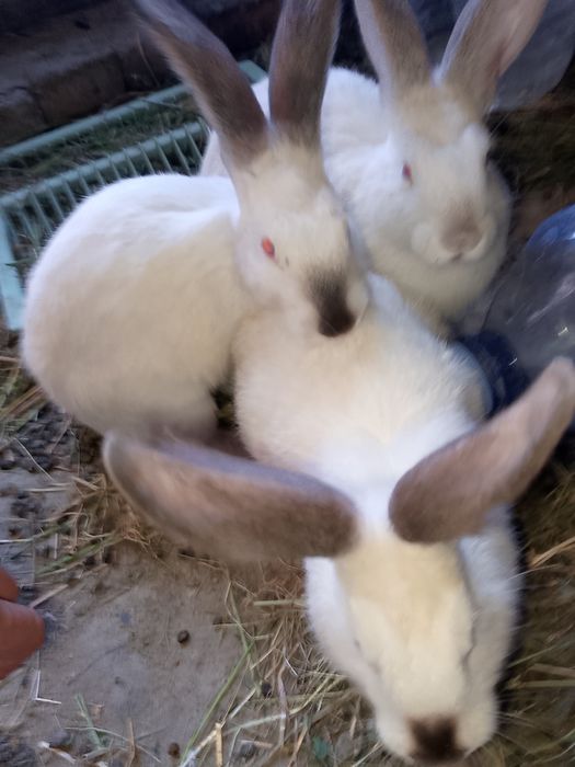 Kaliforniya quyon sotiladi